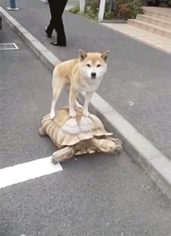 44606509c9b859b61c213c001908a930_1496726471_4758.gif